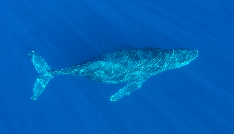 san-diego-dolphin-and-whale-watching-speedboat-tour-underwater-png