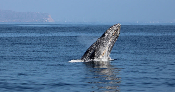 Ultimate Whale Watching Adventure