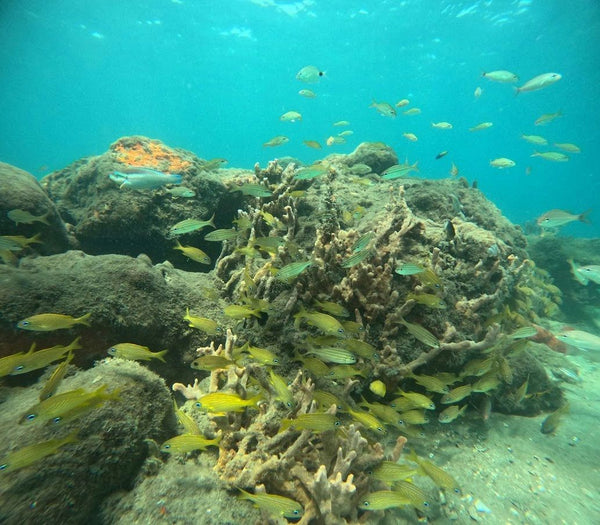 school-of-fish-jpeg