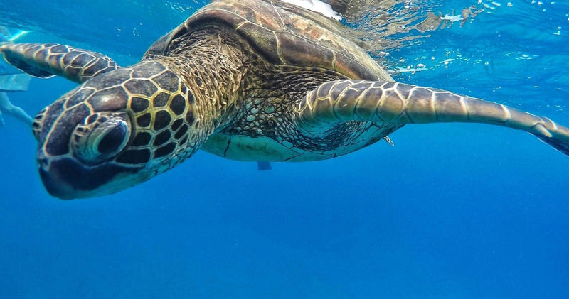 sea-turtle-jpg