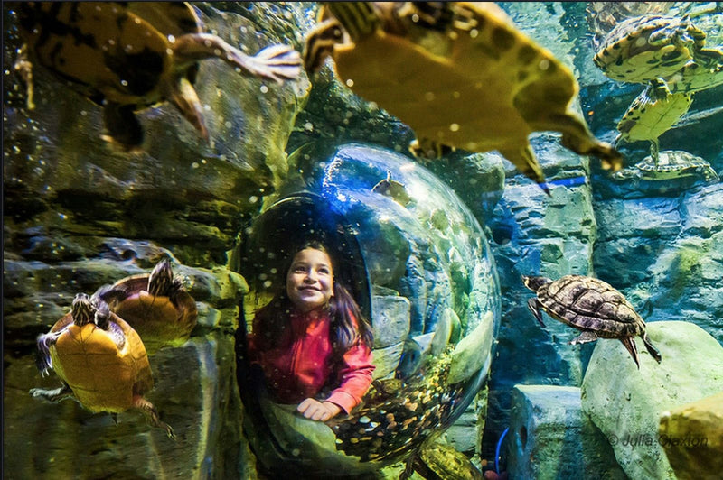 sealife-aquarium-jpg