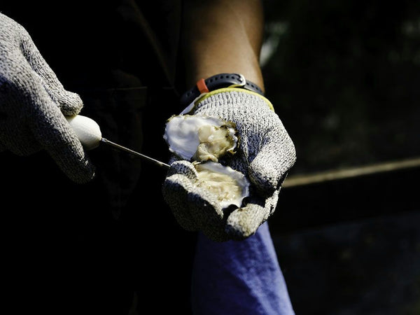 shucking an oyster
