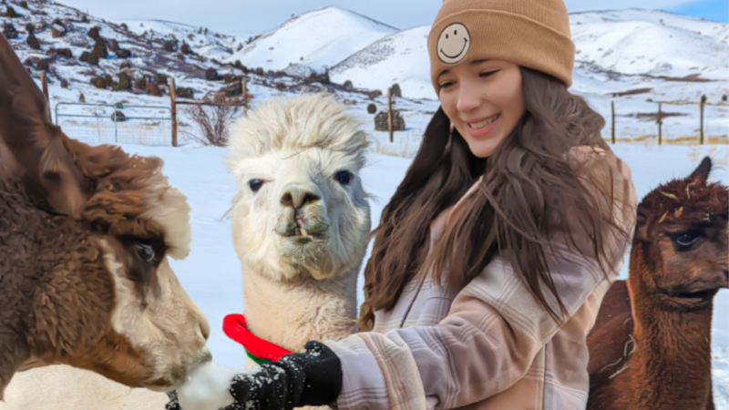 Smooth Alpaca Palooza feeding in the snow.png