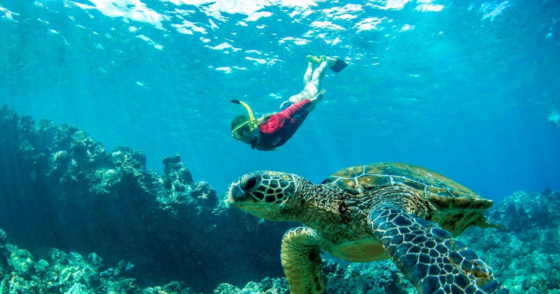 snorkel-with-turtle-jpg