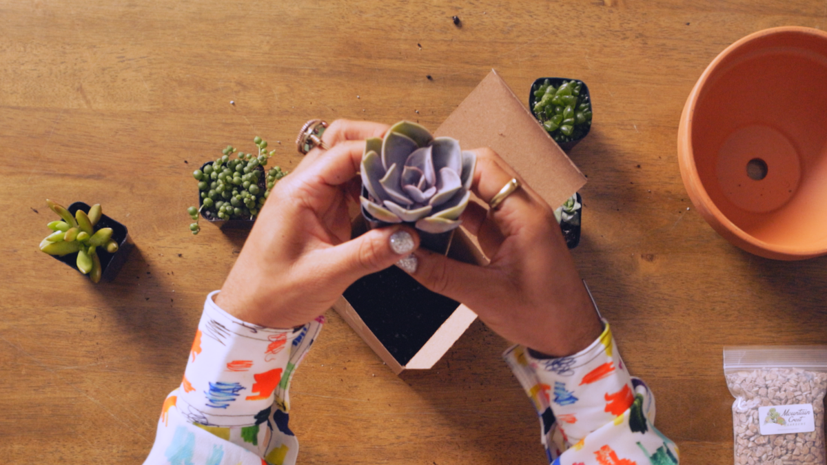 succulents-in-box