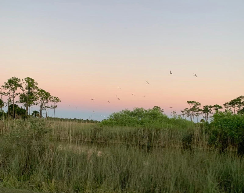 sunset over everglades