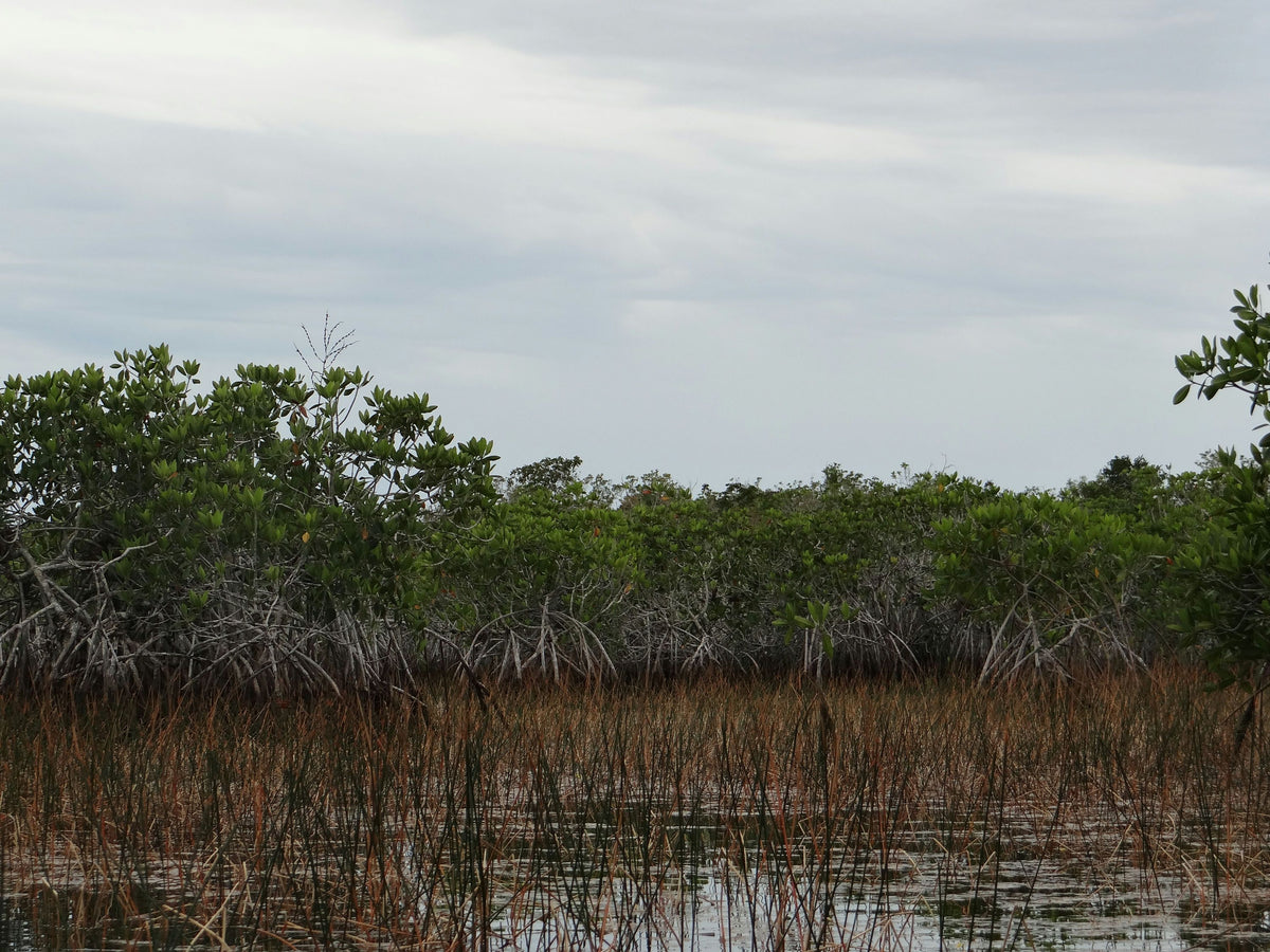swamp-water