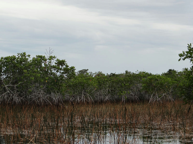 swamp-water