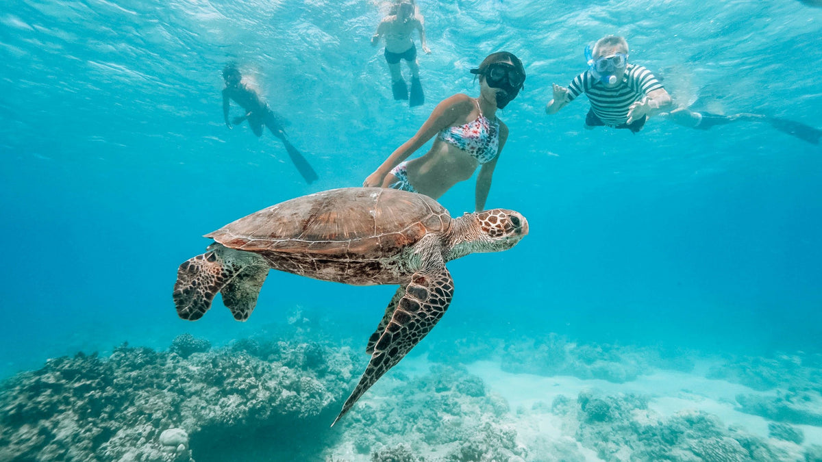 swim-with-turtles-in-waikiki-kids-with-turtles-jpeg