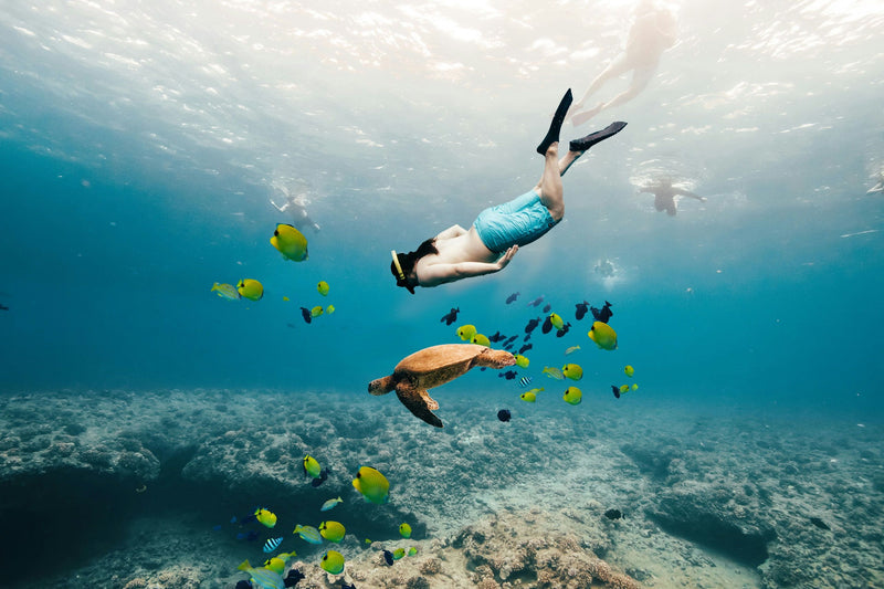 swim-with-turtles-in-waikiki-man-snorkeling-jpeg