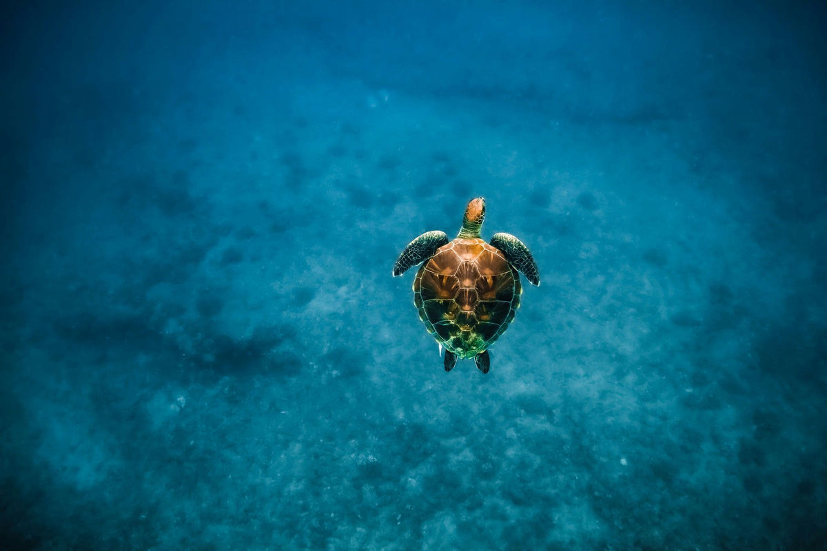 swim-with-turtles-in-waikiki-turtle-alone-jpeg