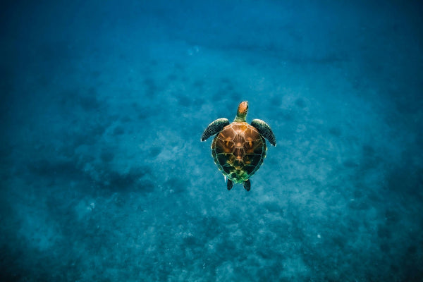 swim-with-turtles-in-waikiki-turtle-alone-jpeg