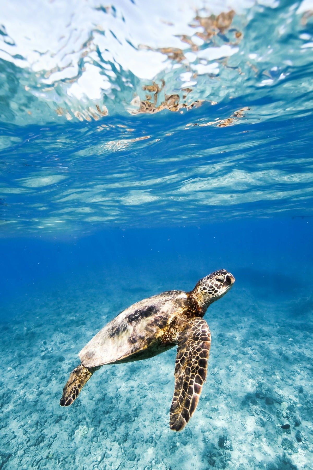 swim-with-turtles-in-waikiki-turtle-swimming-up-jpeg