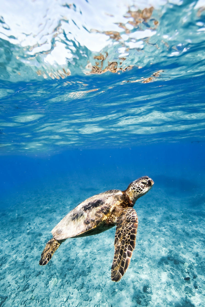 swim-with-turtles-in-waikiki-turtle-swimming-up-jpeg