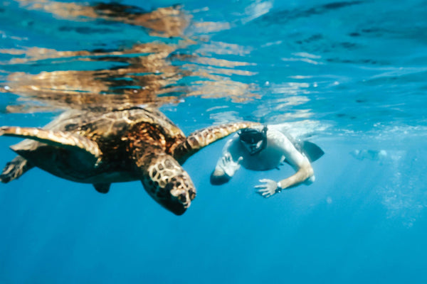 swim-with-turtles-in-waikiki-underwater-jpeg