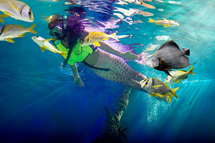 Snorkel with Fish, Stingrays & Sharks