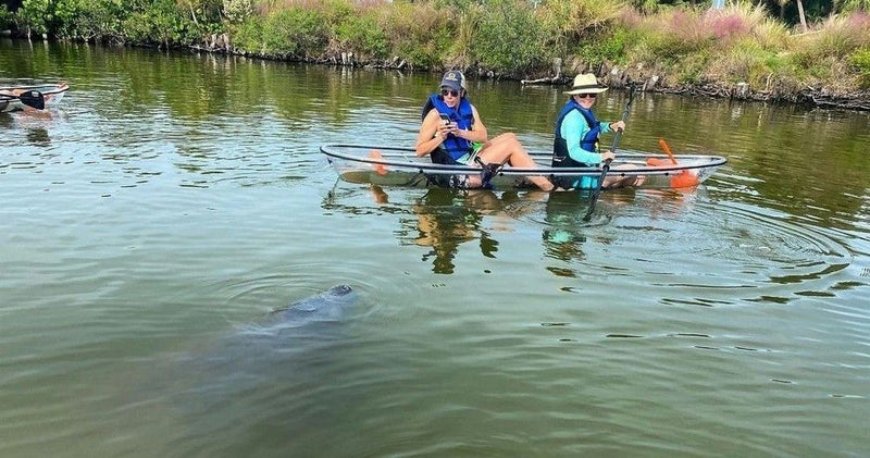taking-picture-of-manatee-jpeg