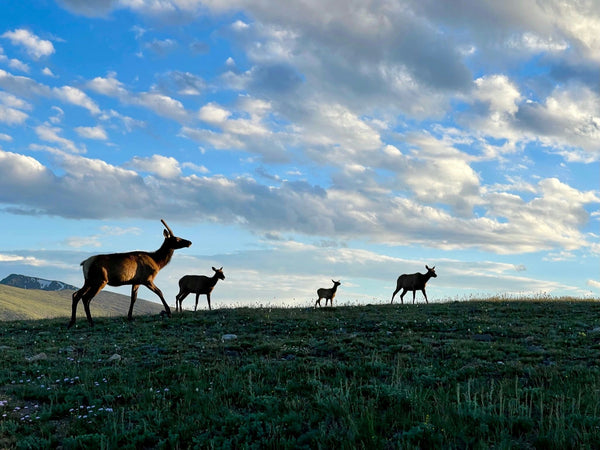 Trail Ridge Road- To the Top and Back deer on mountain.jpg