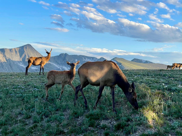 Trail Ridge Road- To the Top and Back deer on mountain.jpg