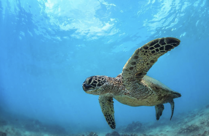 South Maui Turtle Reef Kayak & Snorkeling Discovery