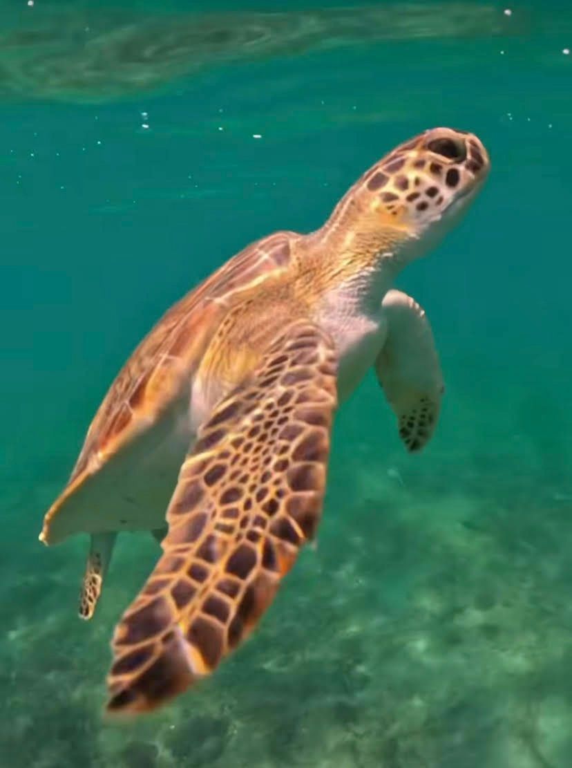up-close-seaturtle-jpeg