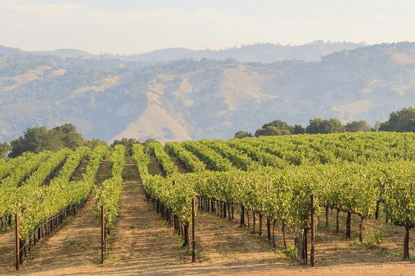 Vineyard in California.jpg