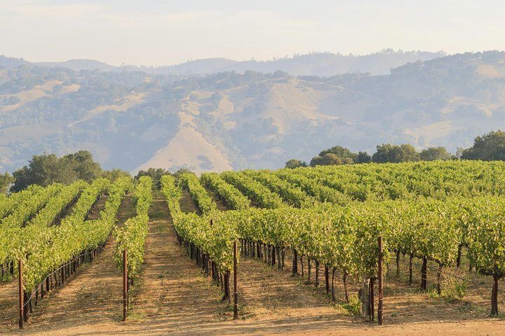 Vineyard in California.jpg