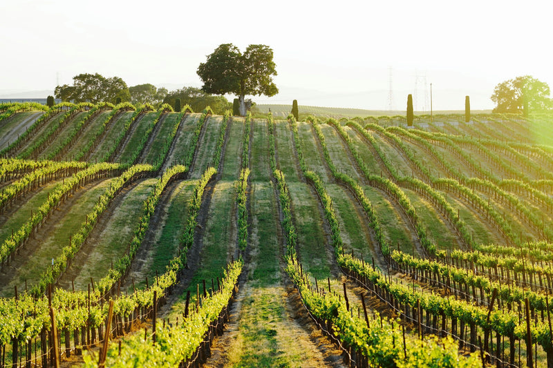 Vineyard in the sunshine