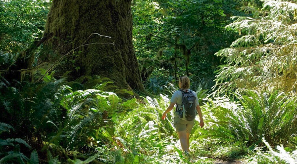 walking-through-woods