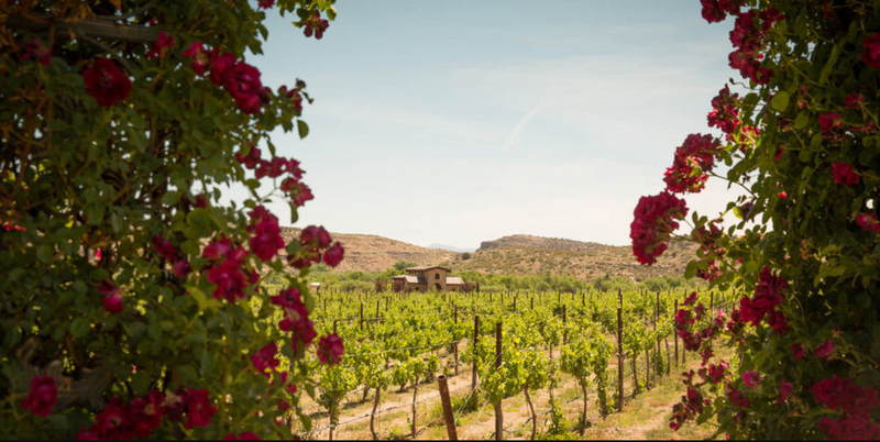 water-to-wine-vineyard-png
