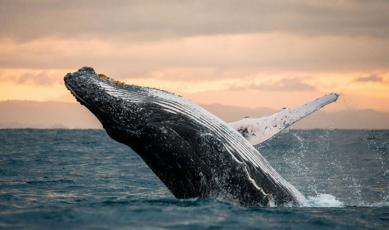 whale