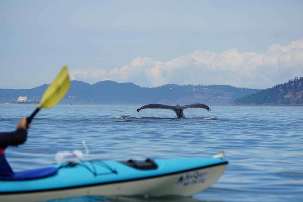 whale-and-kayak-jpeg