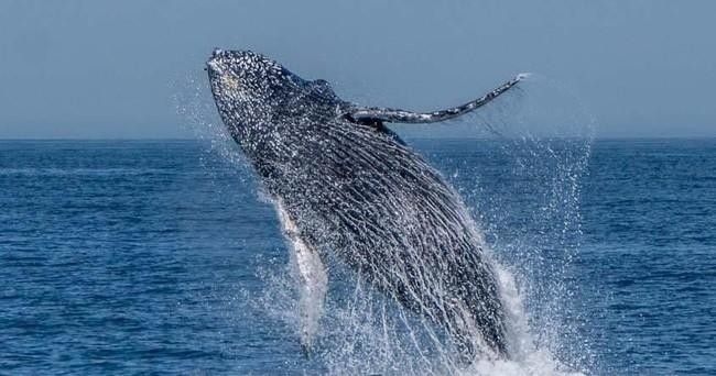 whale-big-jump-png