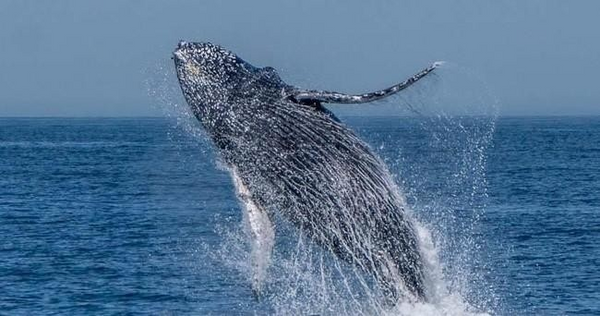 whale-big-jump-png