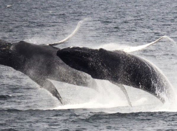 whale-cruise