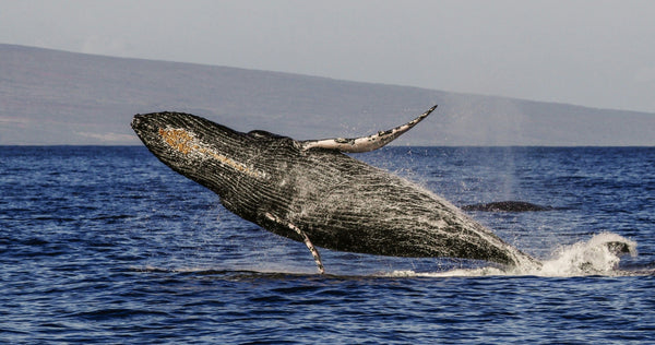 whale-full-jump-jpg