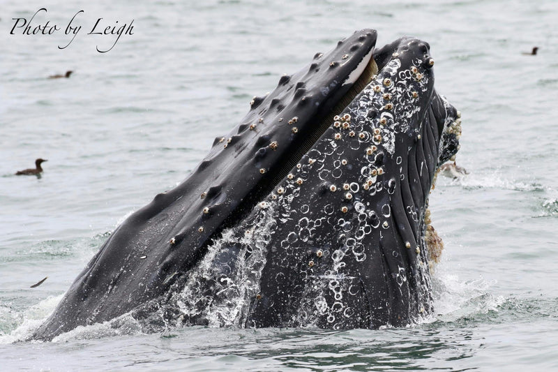 whale head out of the water.jpg