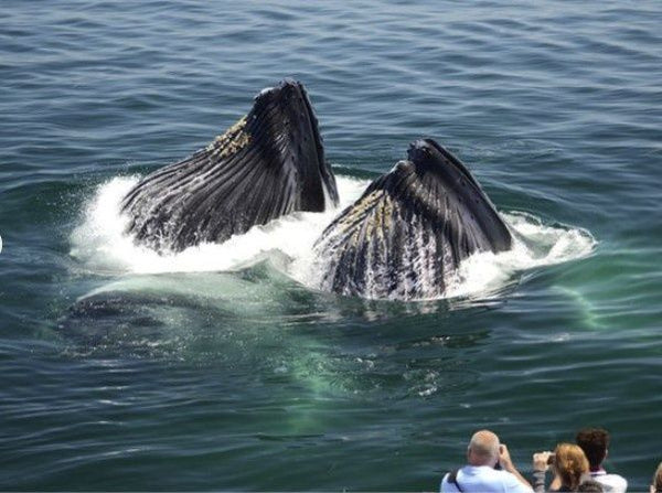 whale-in-ocean