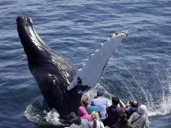 Whale jumping