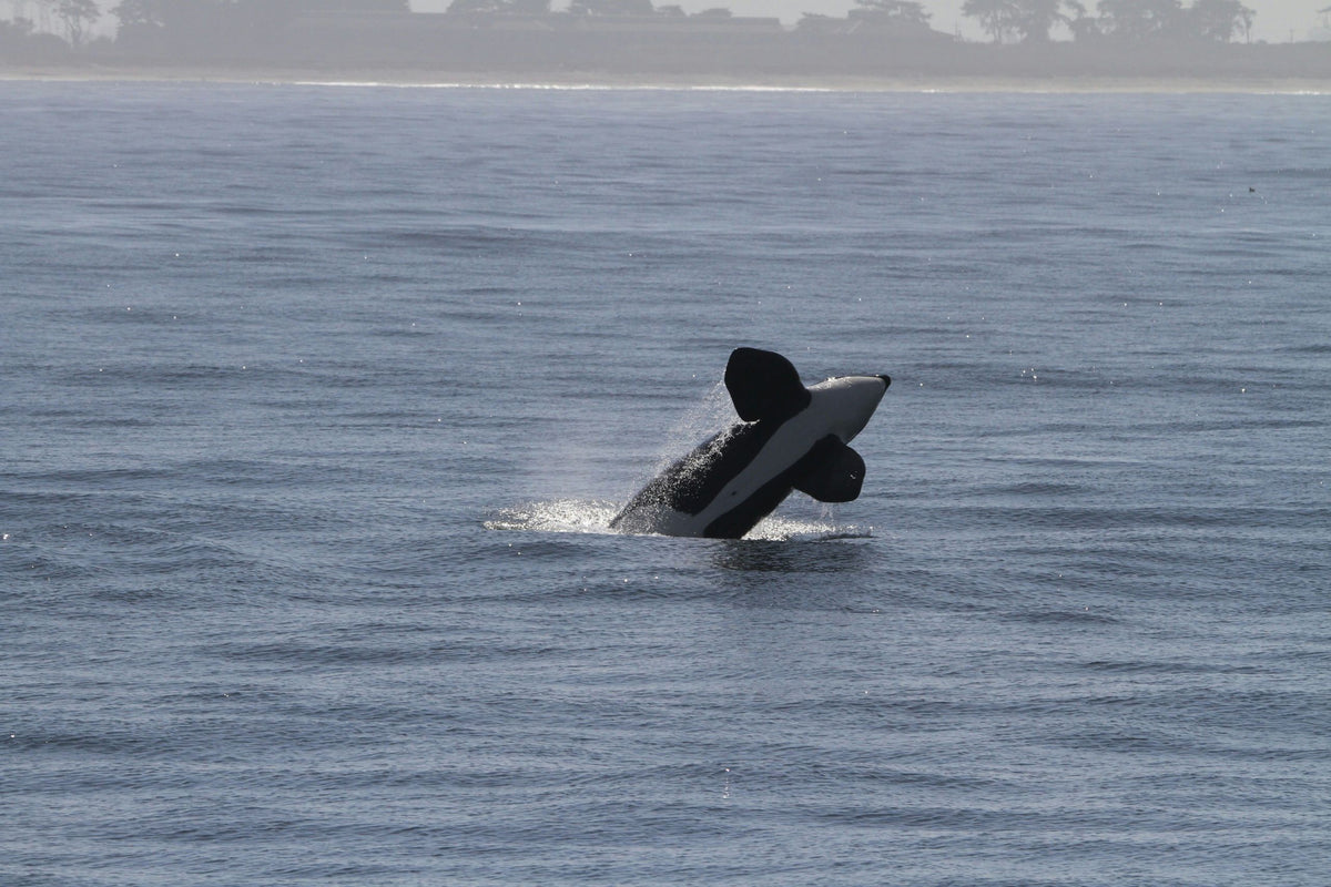 whale-jumping-jpeg