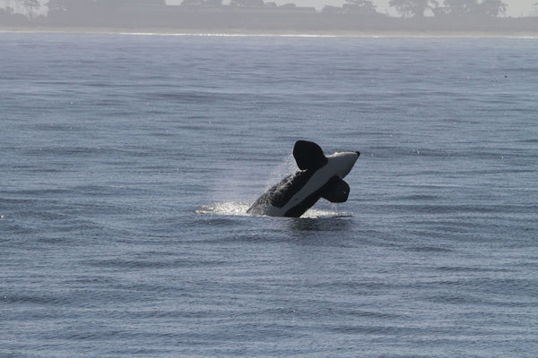 whale-jumping-jpeg