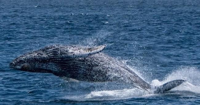 whale-jumping-png