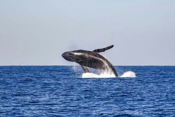 whale jumping