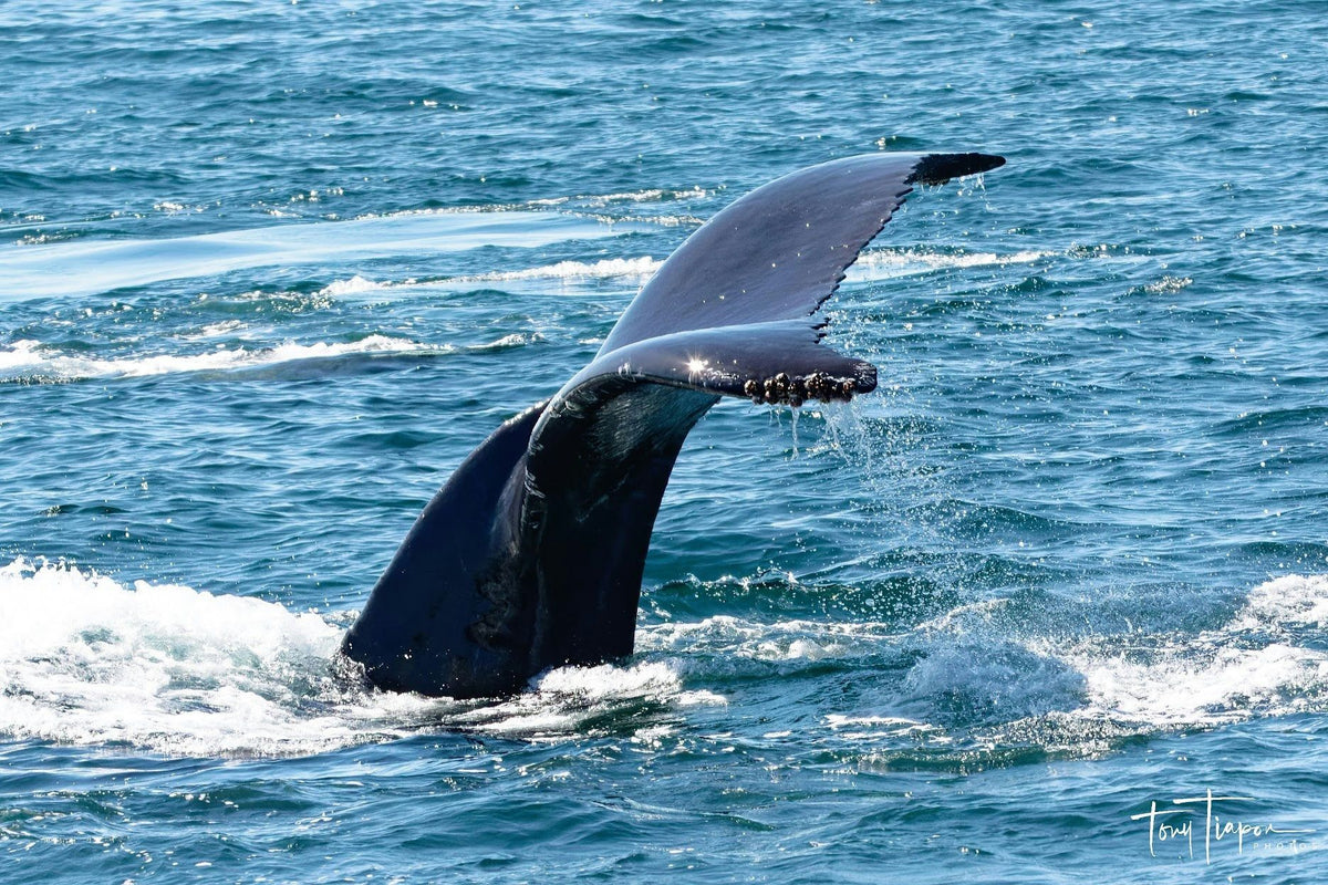 whale-tale-jpeg