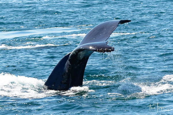 whale-tale-jpeg