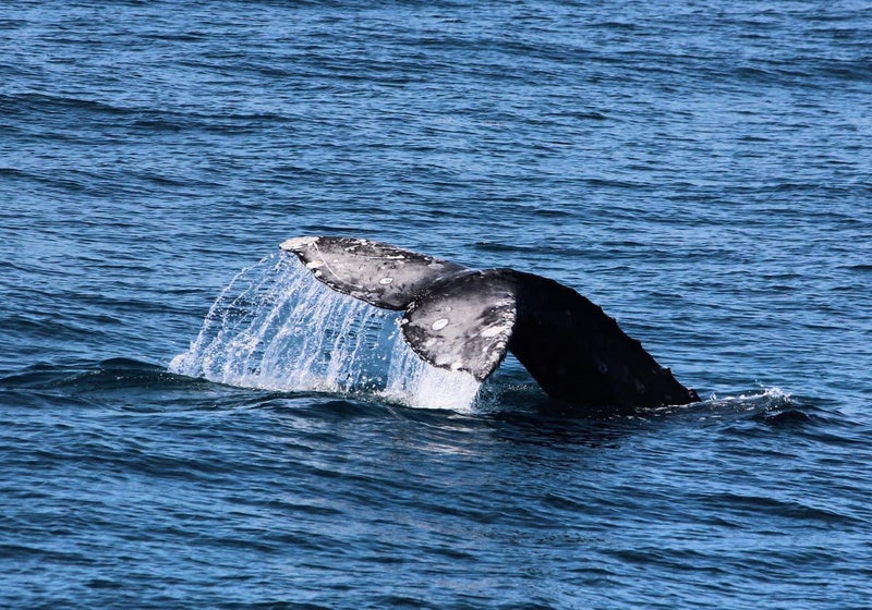 whale-tale-above-water