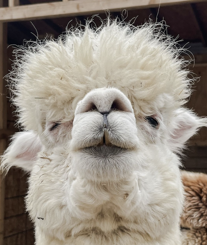 Private Alpaca Trail Walk
