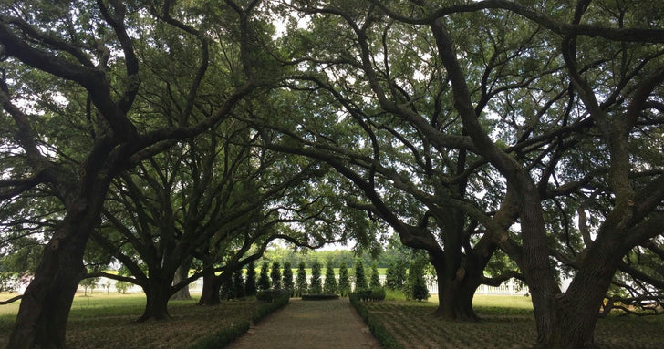 Whitney Plantation & Airboat Ride Swamp Tour