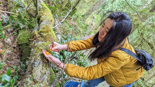 woman-picking-mushrooms