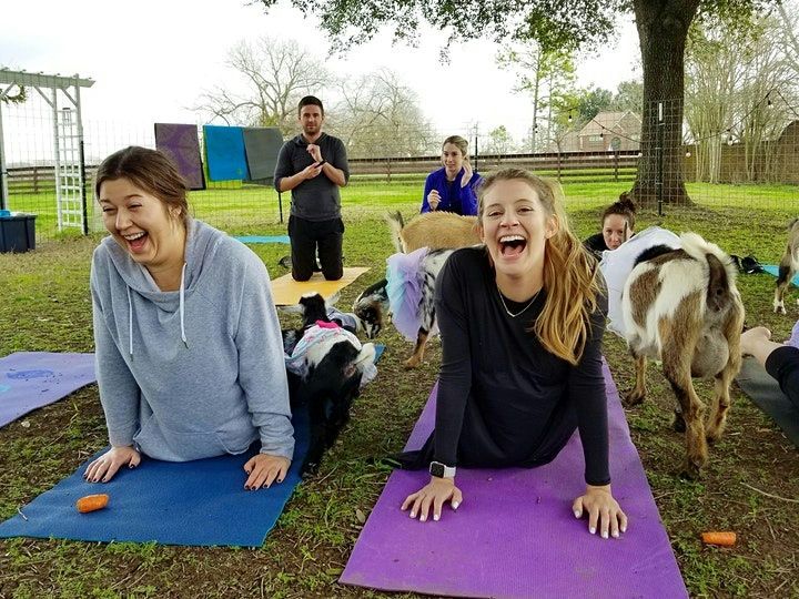 yoga-class-with-goats-jpg